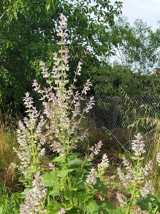 Salvia sclarea